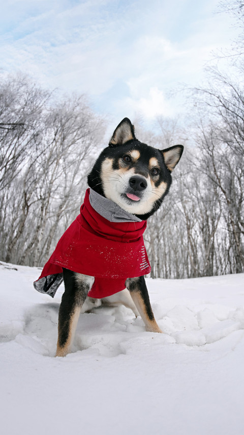 Shiba inu in the snow 2 screenshot