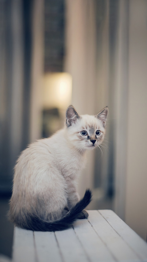 A Thai kitten sits on a stool screenshot