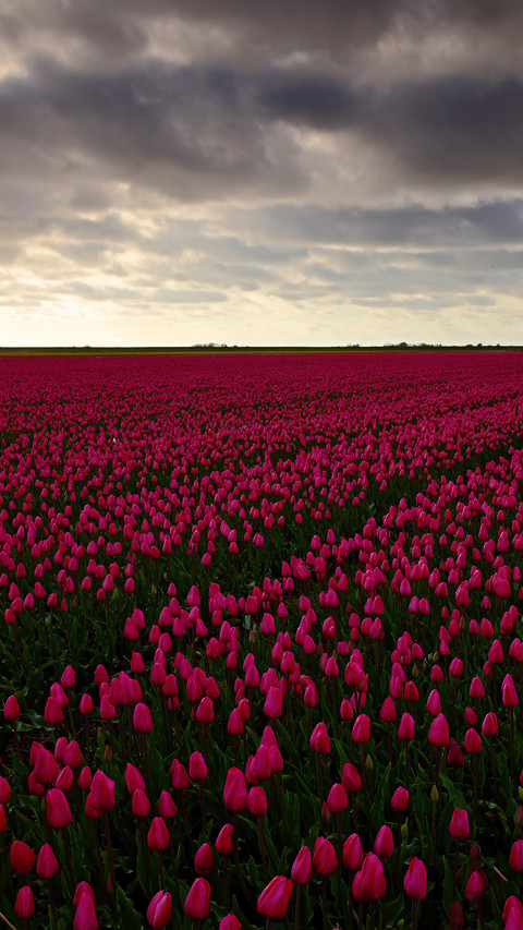 Magnificent flower fields screenshot