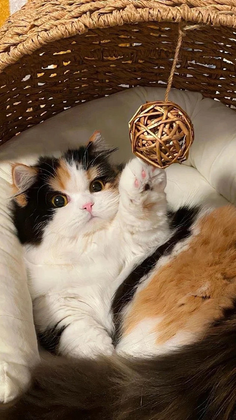 三花猫为啥几乎都是母猫 screenshot