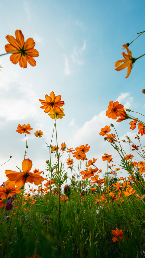 Looking up at the beautiful persian chrysanthemums screenshot