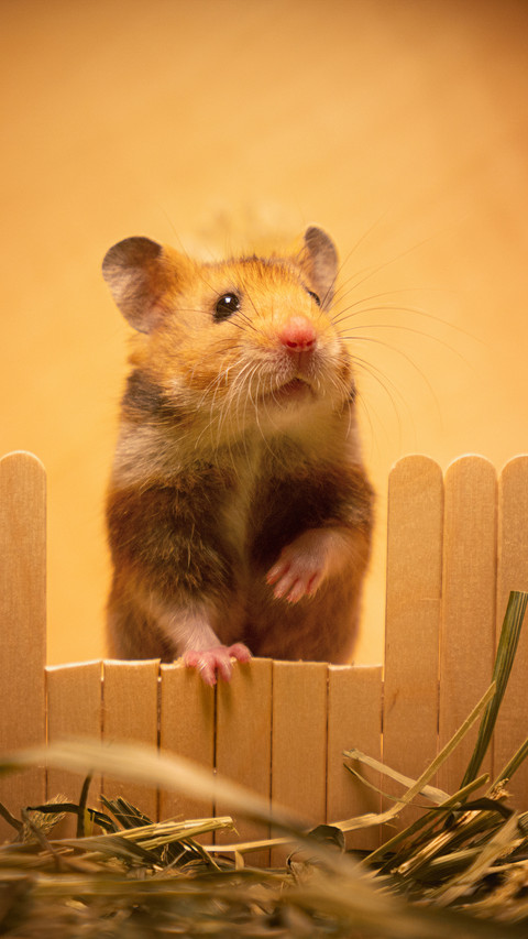Cute and charming upright screenshot