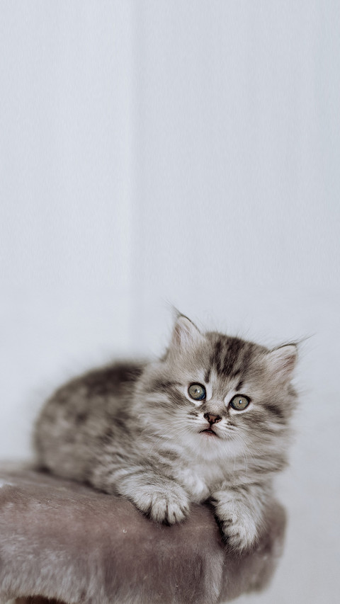 Cat sitting in front of a white background screenshot