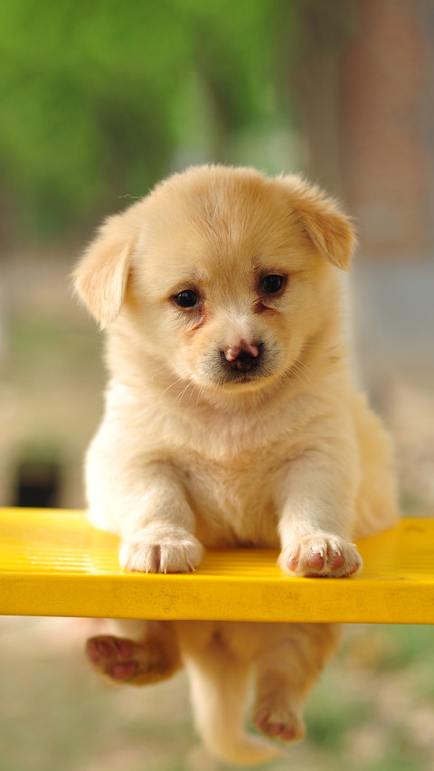 The puppy on the swing 2 screenshot