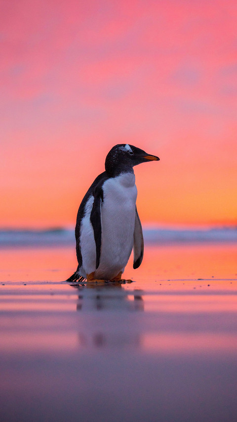 Why are there no penguins in the arctic screenshot
