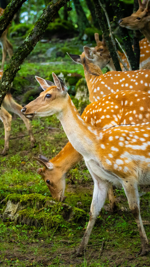 The deer shadows in the forest are quiet and leisurely screenshot