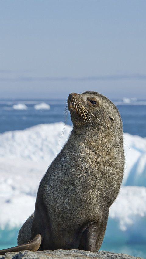 Cute Seal Resting on Ice screenshot