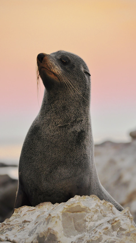 Cute Seal Resting on Rock screenshot