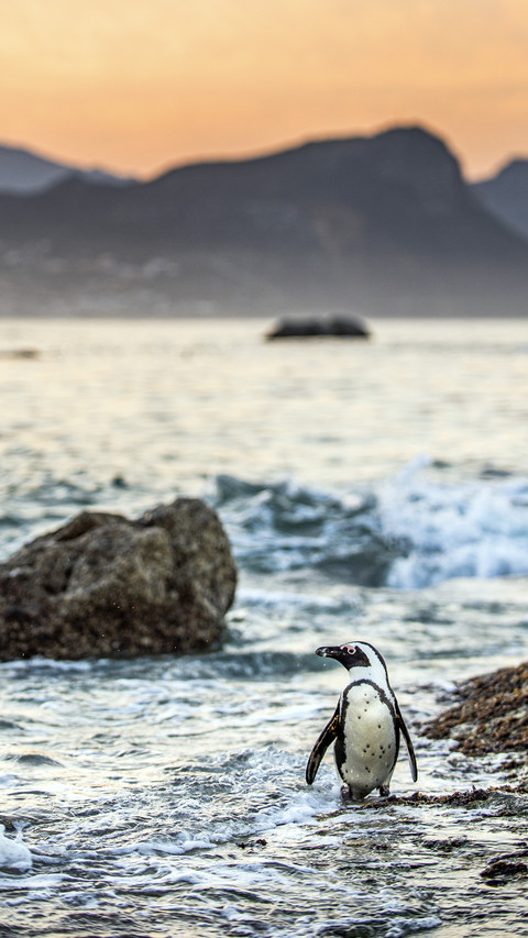 Lost Penguin on Beach screenshot