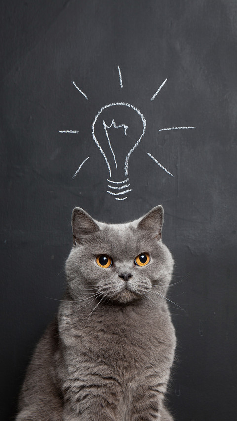 Common domestic cat breeds screenshot