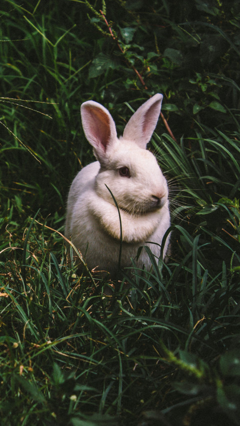 Rabbit (1) screenshot
