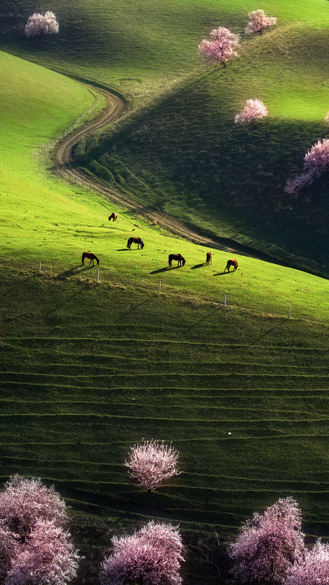 The most graceful grassland curve 1 screenshot