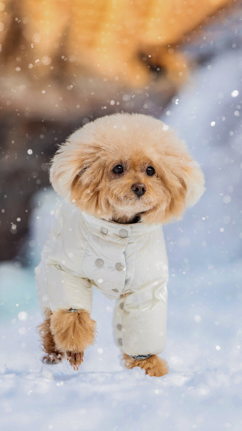 How does teddy survive the winter safely screenshot