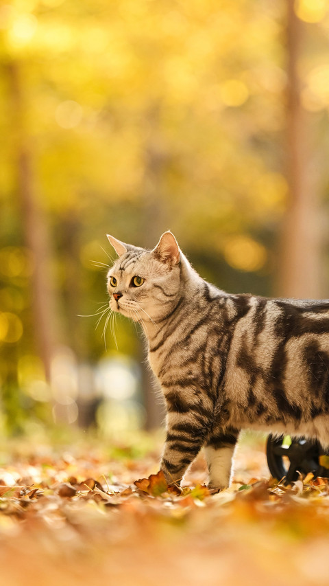 The philosophy of cats in autumn light 2 screenshot