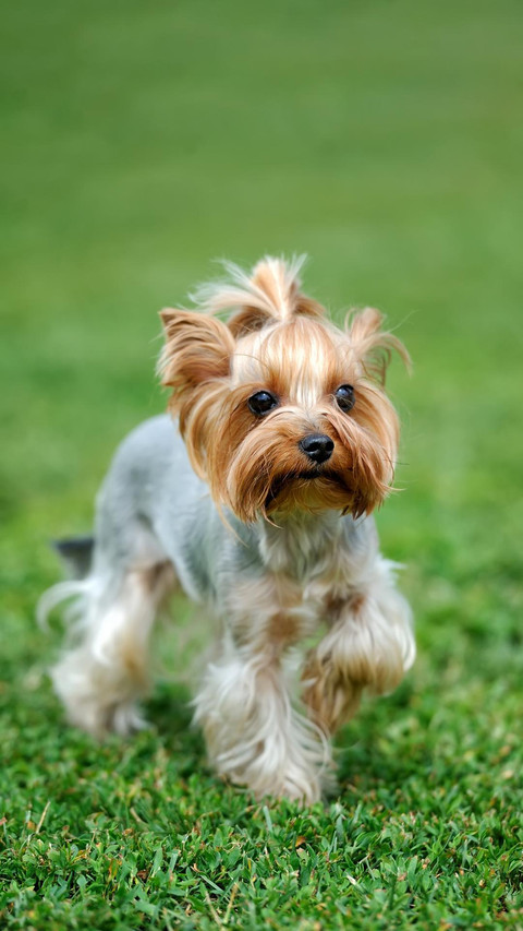 Dog427 screenshot