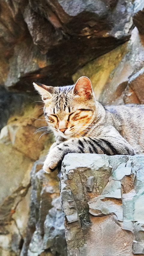The cat at lingyin temple screenshot