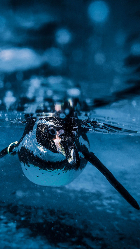 Swimming Penguin screenshot