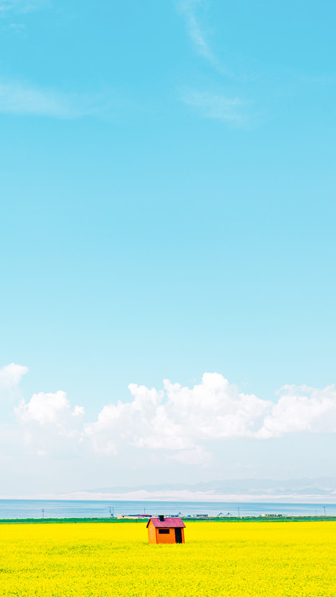 The Rape Field and a Log Cabin by the Qinghai Lake screenshot