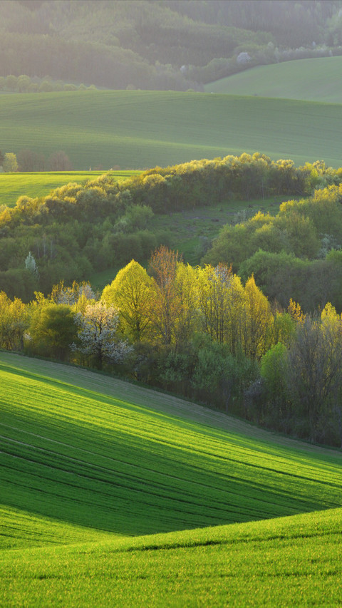 Spring Day in South Moravia Waves Field Czech Republic screenshot