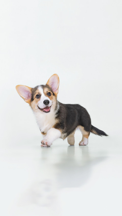 Puppy Walking over White Background screenshot