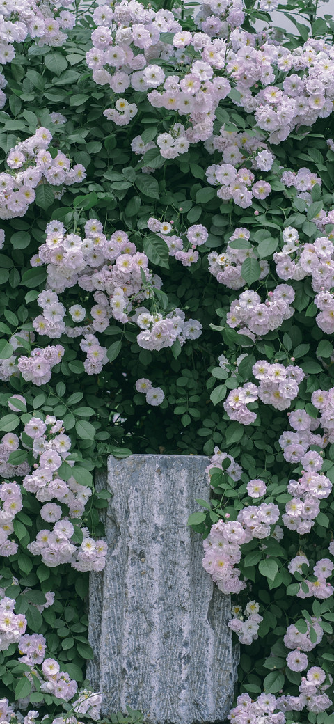 植物花卉壁纸-锐景创意 screenshot