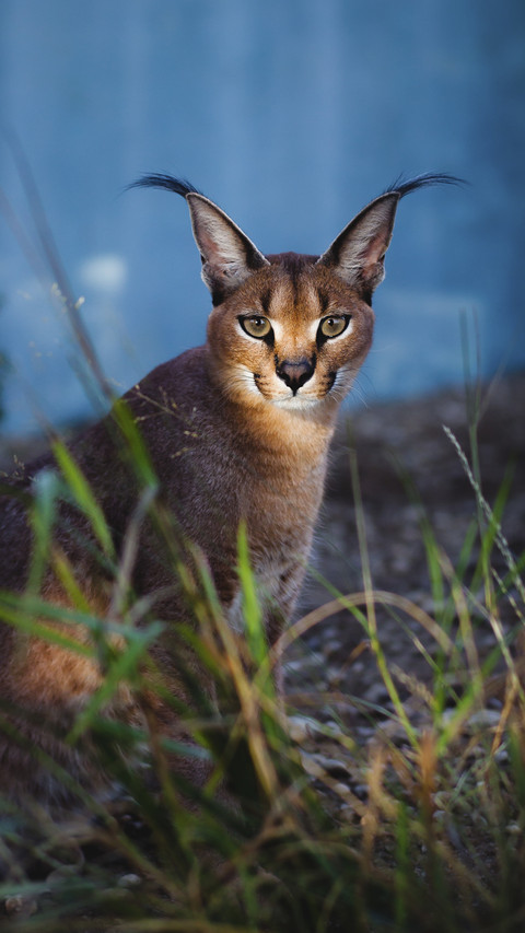 Desert Lynx screenshot
