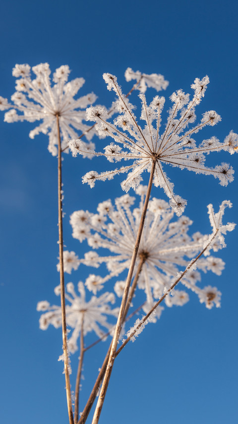 Winter plants screenshot