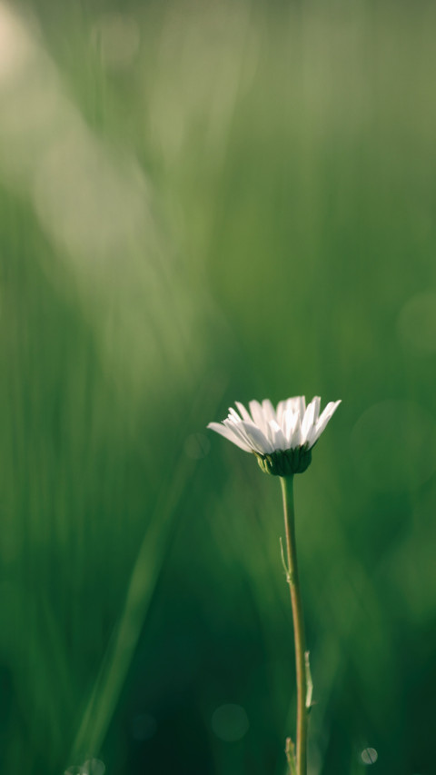 Spring (20) screenshot