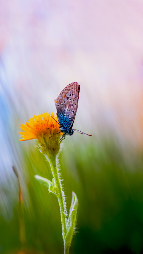 The Beauty of Nature screenshot