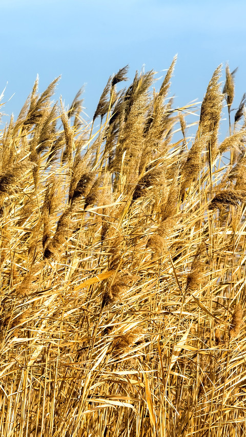 Autumn reeds screenshot