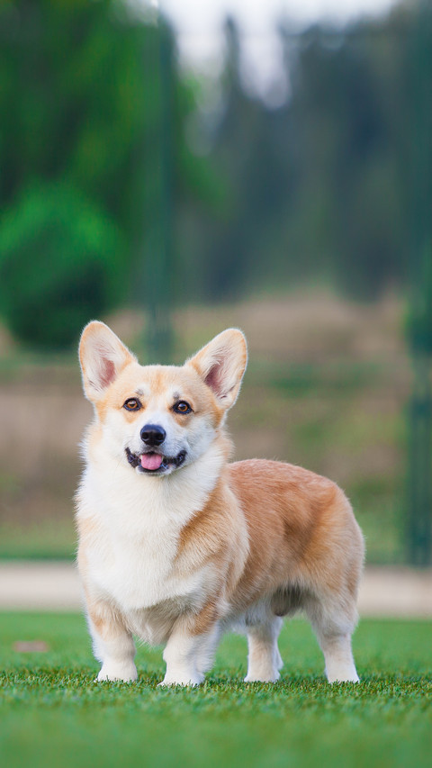 welsh corgi pembroke walks in the park screenshot