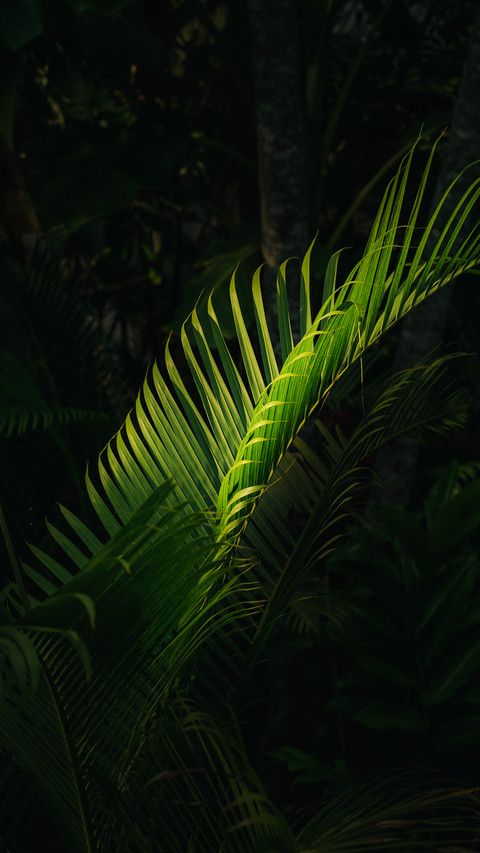 探秘雨林 screenshot