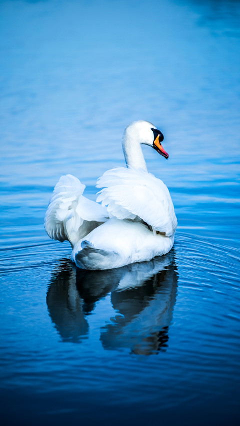 Blue Lake Grace: Swan's Elegant Wings Reflect on Calm Surfac screenshot