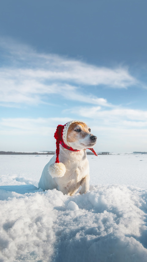 White jack russel terrier puppy in stylish red santa hat screenshot