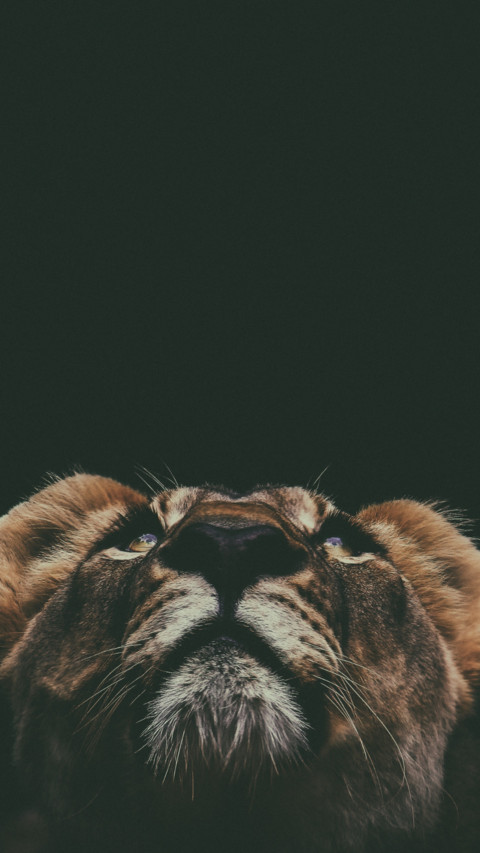 King Of Jungle (9) screenshot