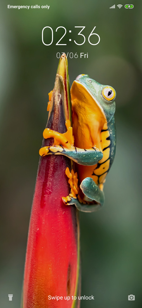 Frog_3MD screenshot