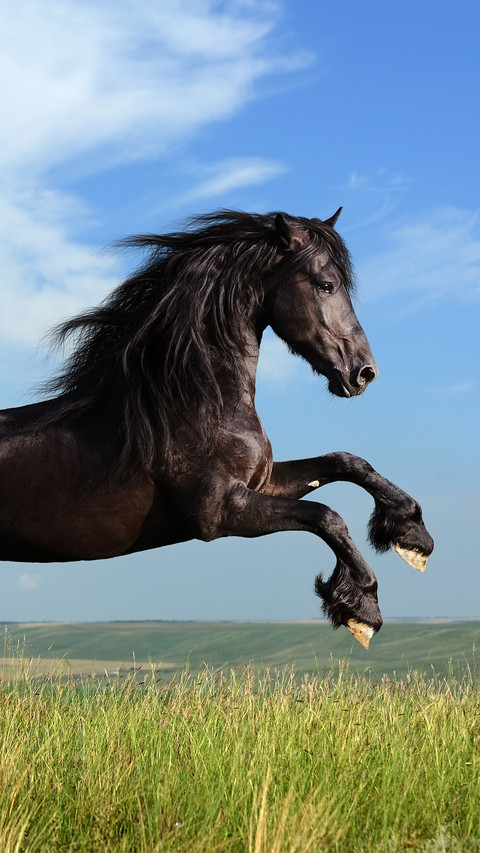 A black horse running on the grassland screenshot