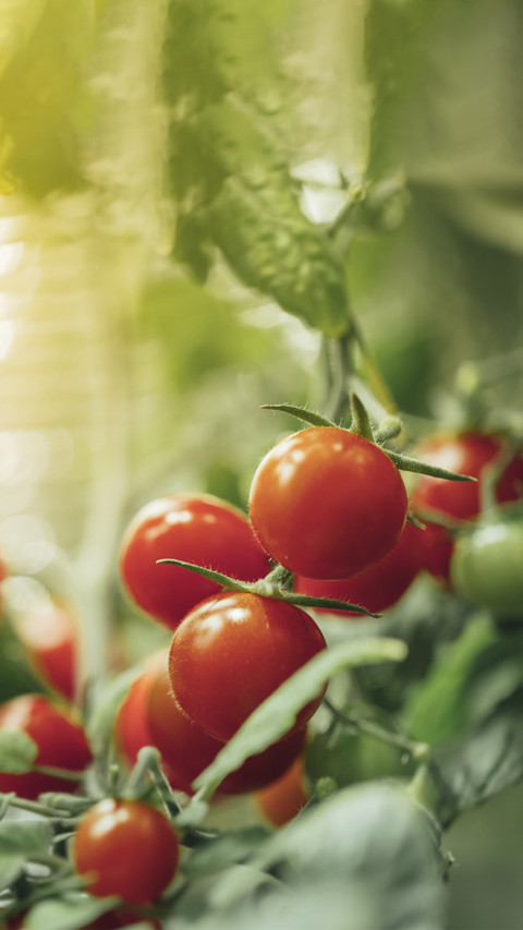 Vegetable Tomatoes screenshot