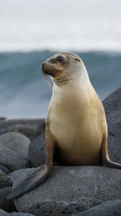 Sea Lion Resting on Rock screenshot