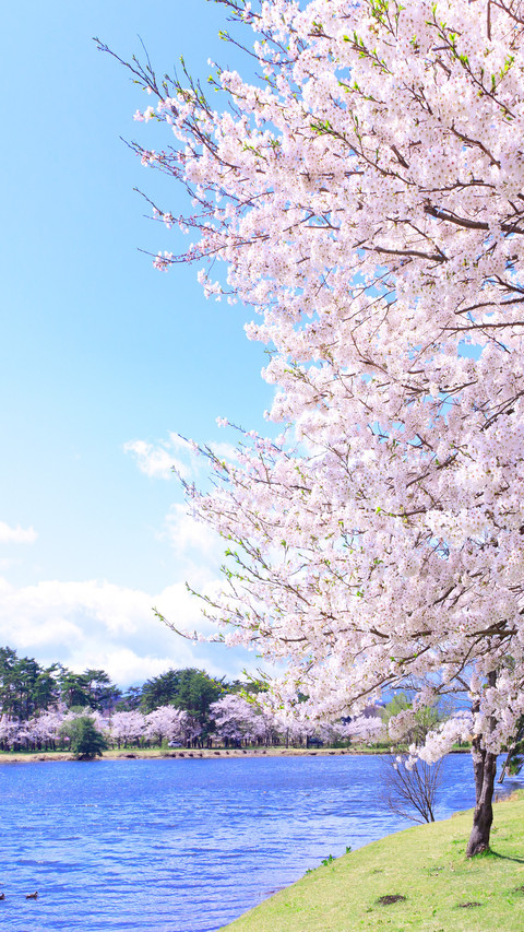 Lets have a date with sakura screenshot