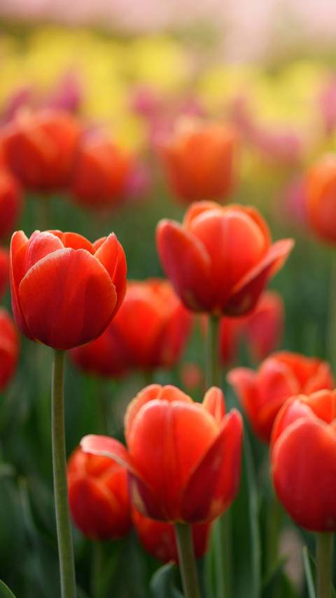 Magnificent flower fields screenshot