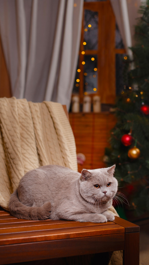 Gray British Cat on a Studio Background screenshot