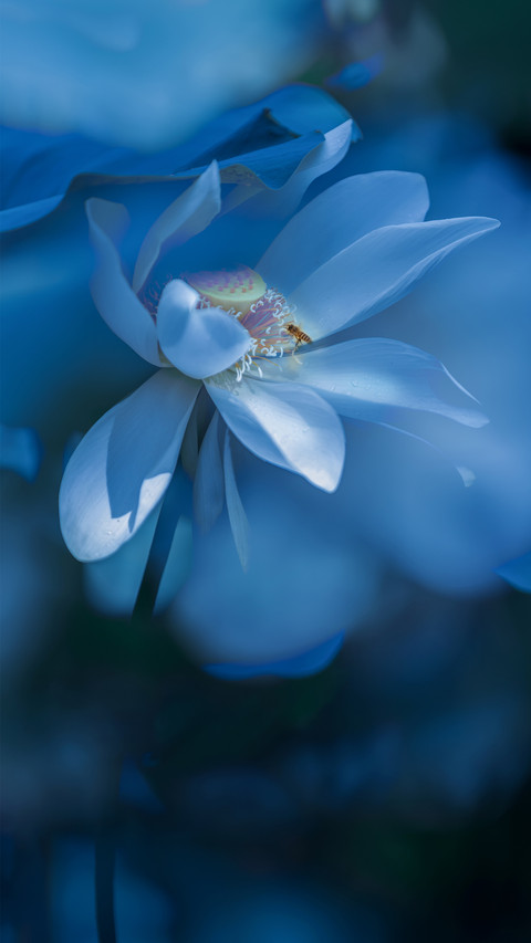 Lotus of Dreams screenshot