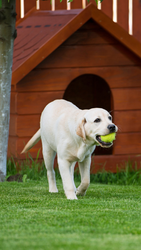 Tennis as a dog toy hidden 86 screenshot