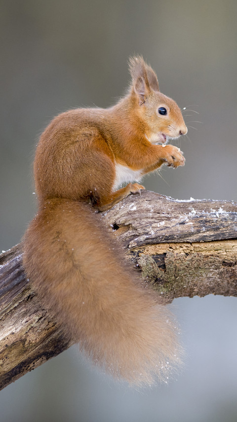 Highly intelligent animals 7 screenshot