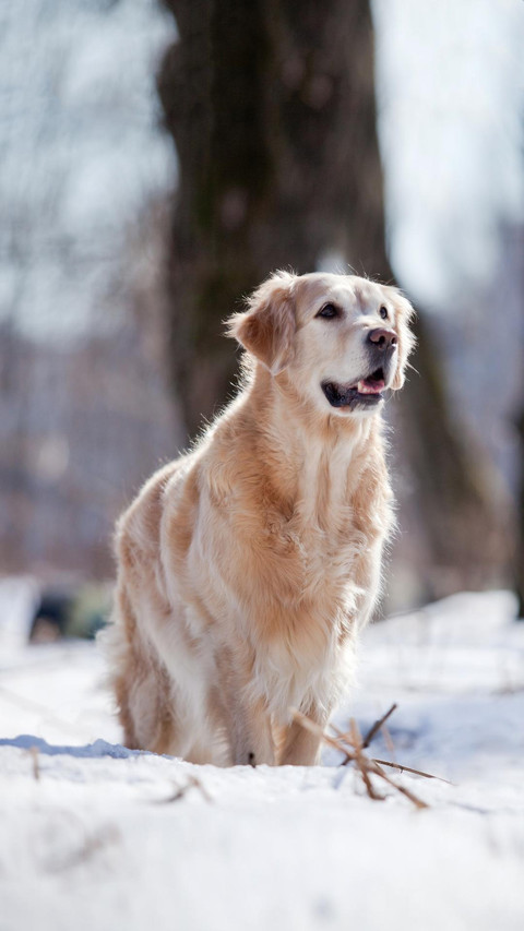 Dog401 screenshot