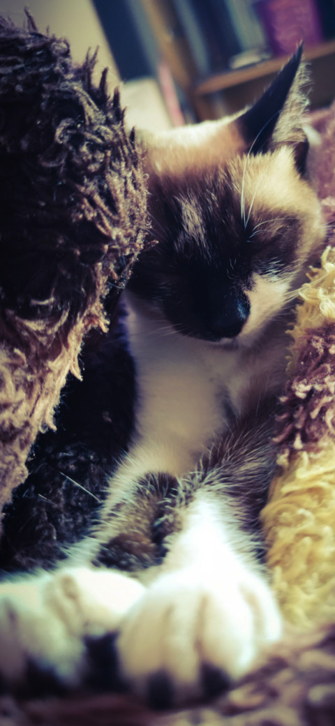 Cute sleepy kitten screenshot