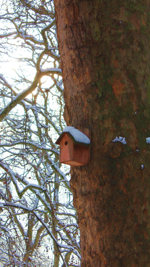 Bird Tree House screenshot