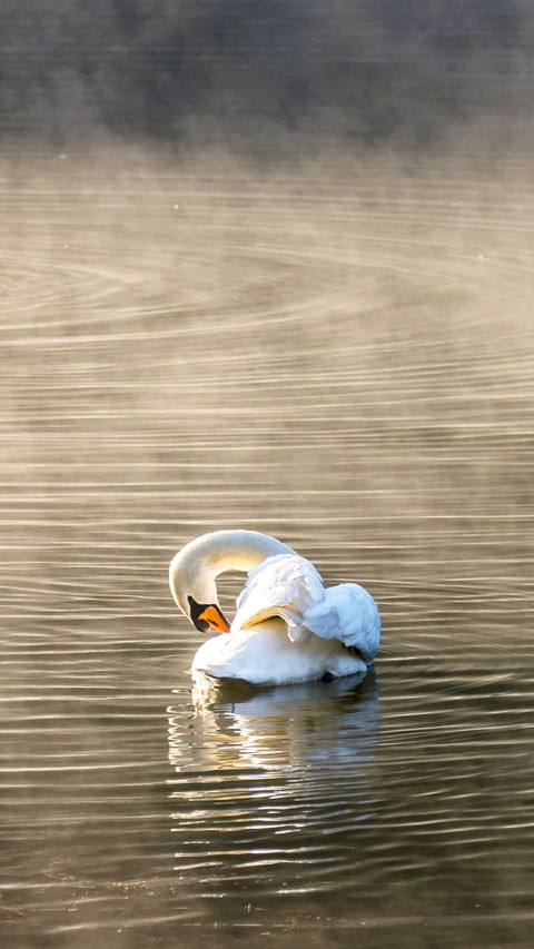 A white swan cleaning body in the morning screenshot