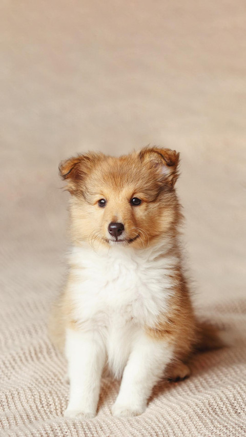 Dog439 screenshot